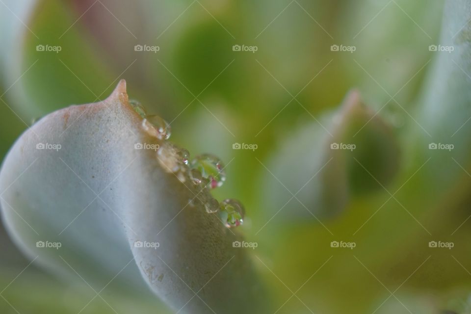 The grains of water made me want to photograph them
