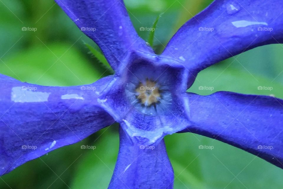 Close-up of a blue flower