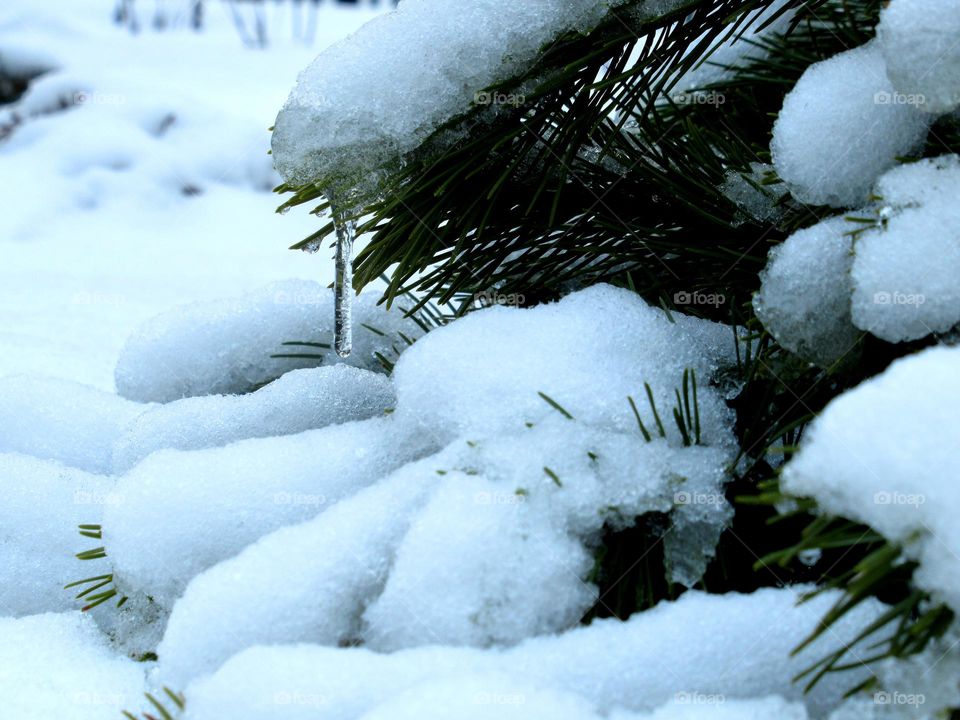 coniferous tree in the snow, icicle