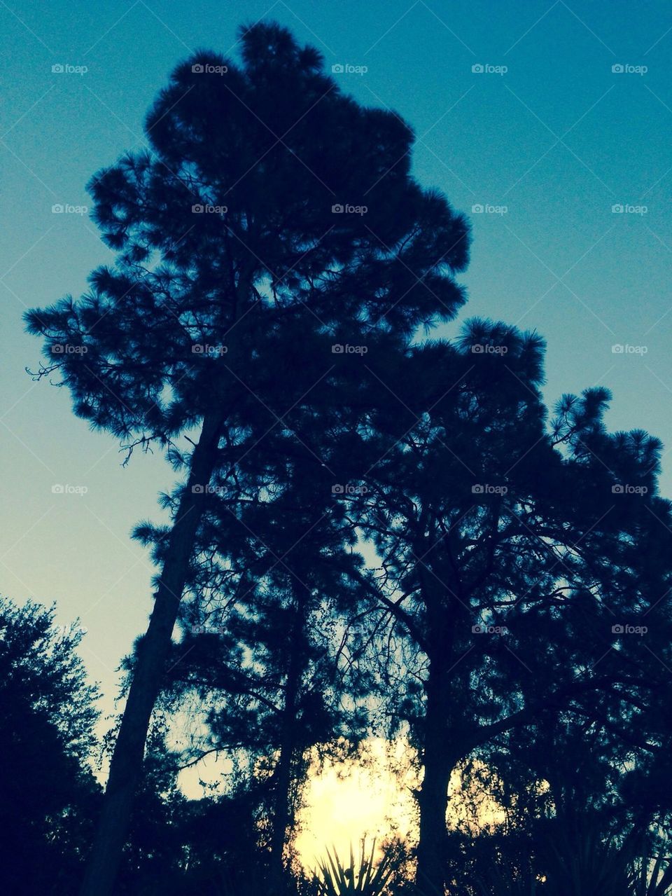 Sunset through pines