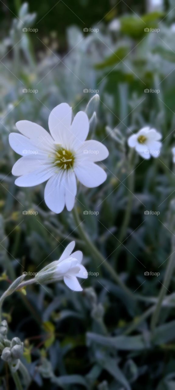 white flowers