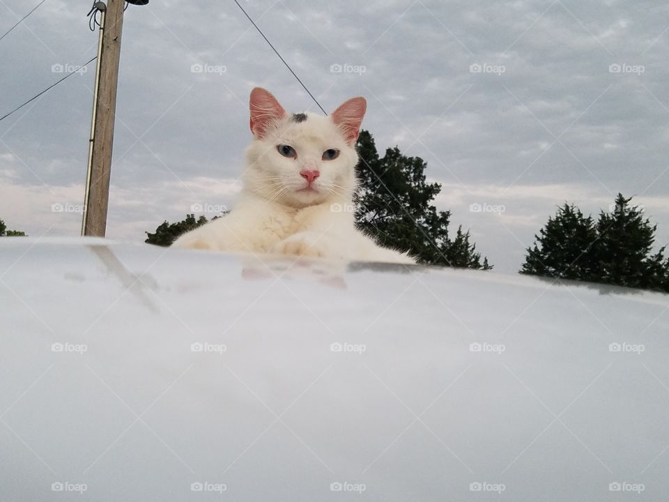 snow on top of truck.