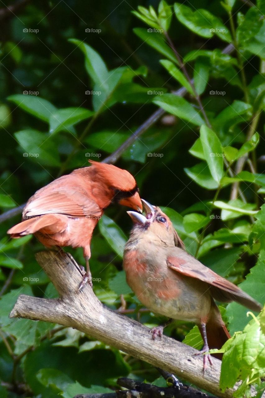 Male northern cardinal feeding its young