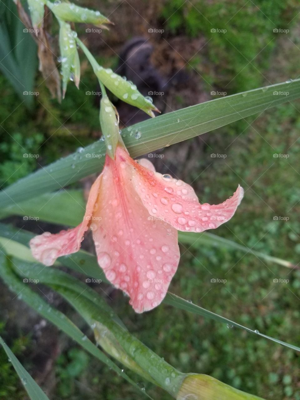 Rain on Gladiolus