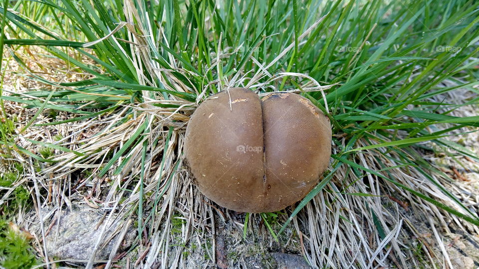 Mushroom penis.