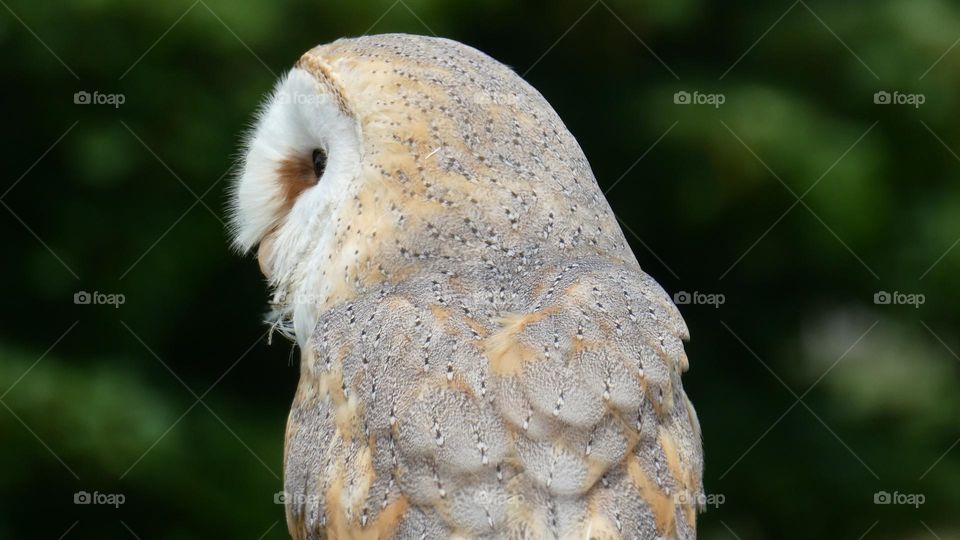 A close up of a barn owl 