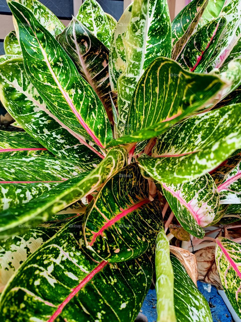 Close view of Aglonema  plants.