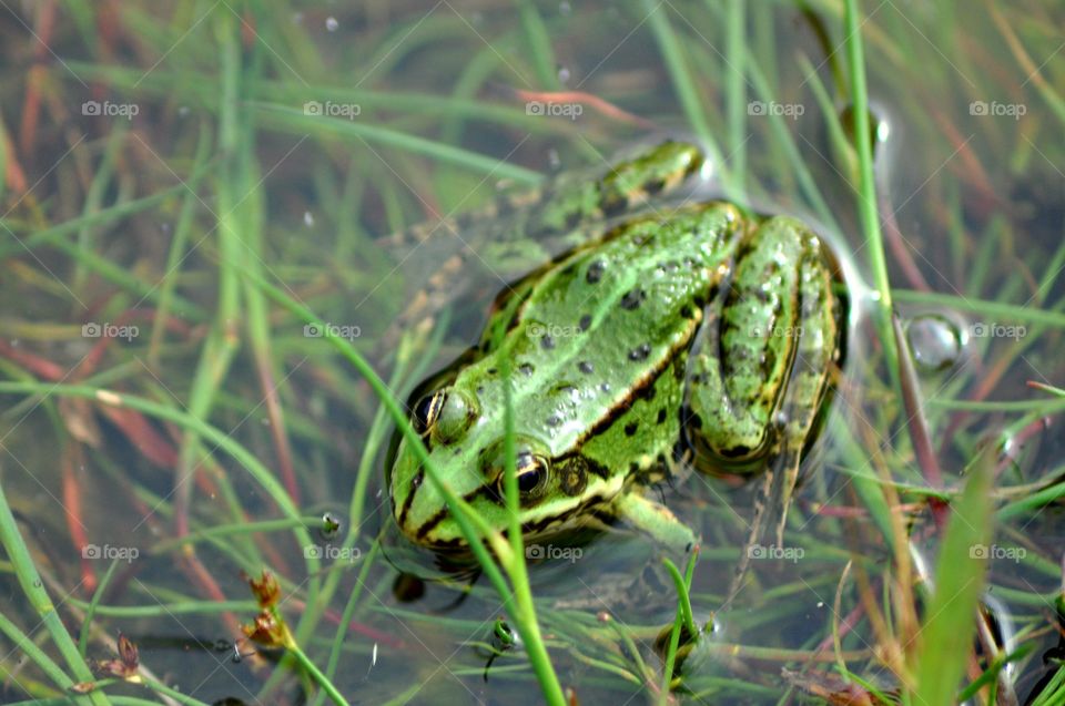 Frosch