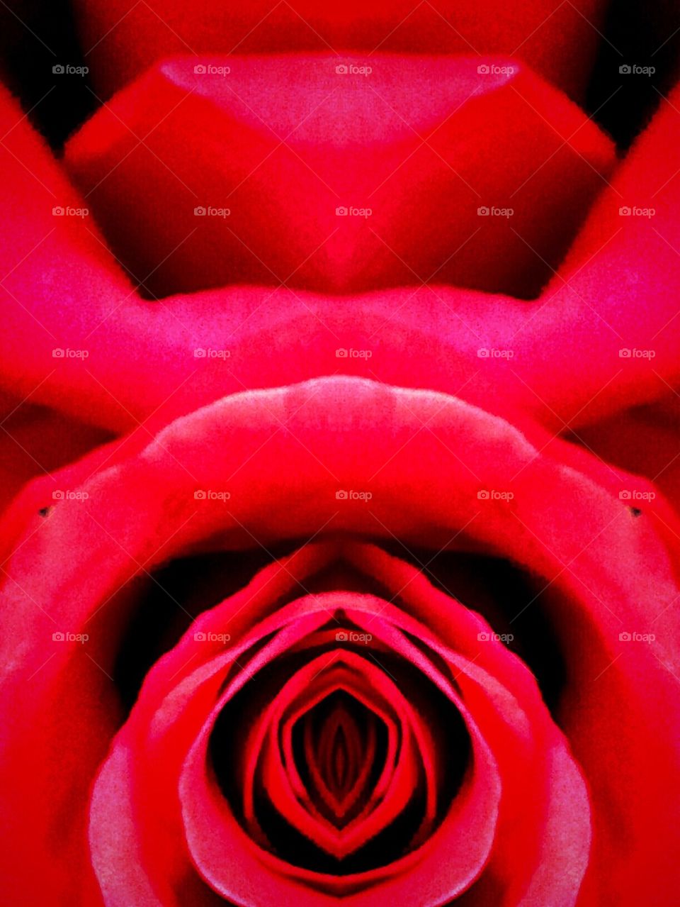 Profound rose