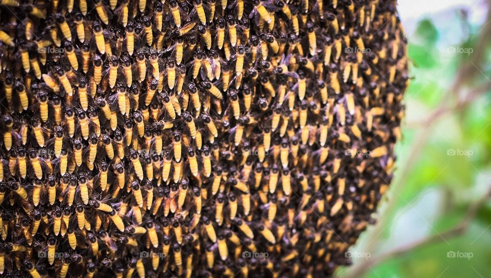 Honey Bees in Honeycomb 