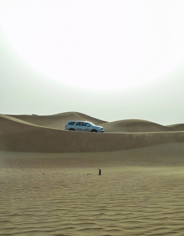 Safari