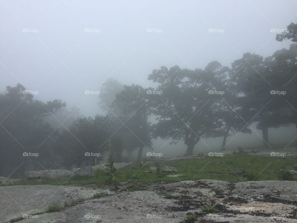 Trees in the Mist in the Morning