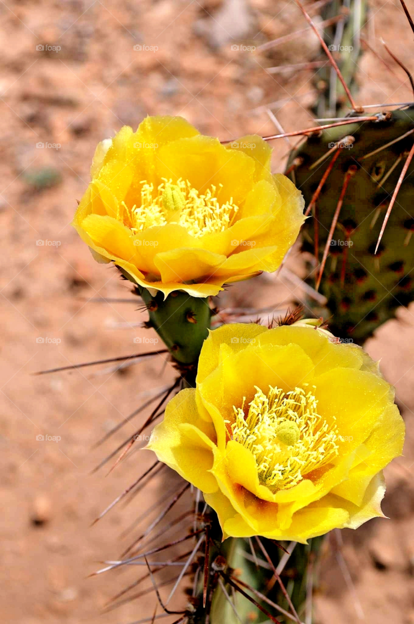 Cactus with yellow flowers