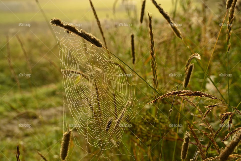 Close-up of a spiderweb