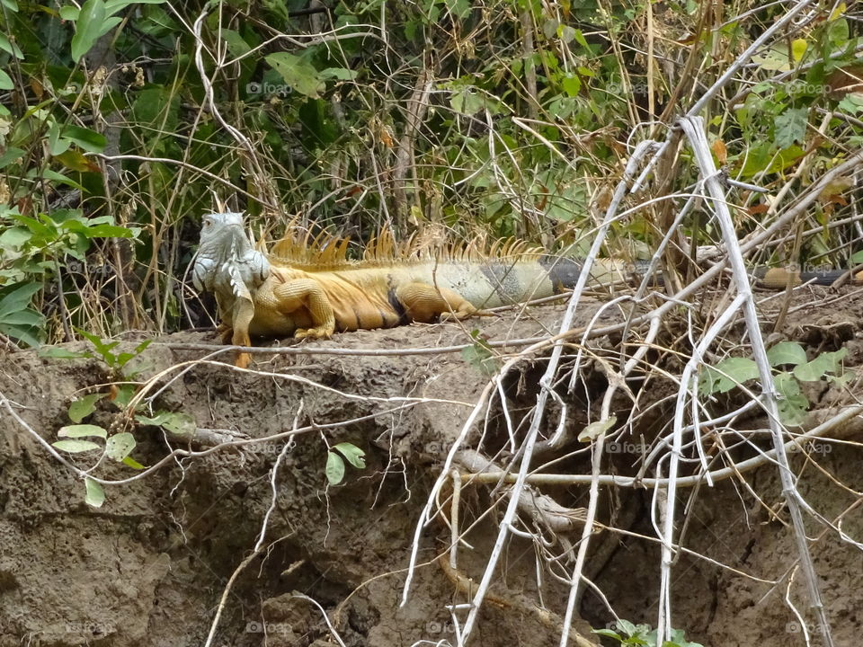 Iguana at canyon in Chiapas