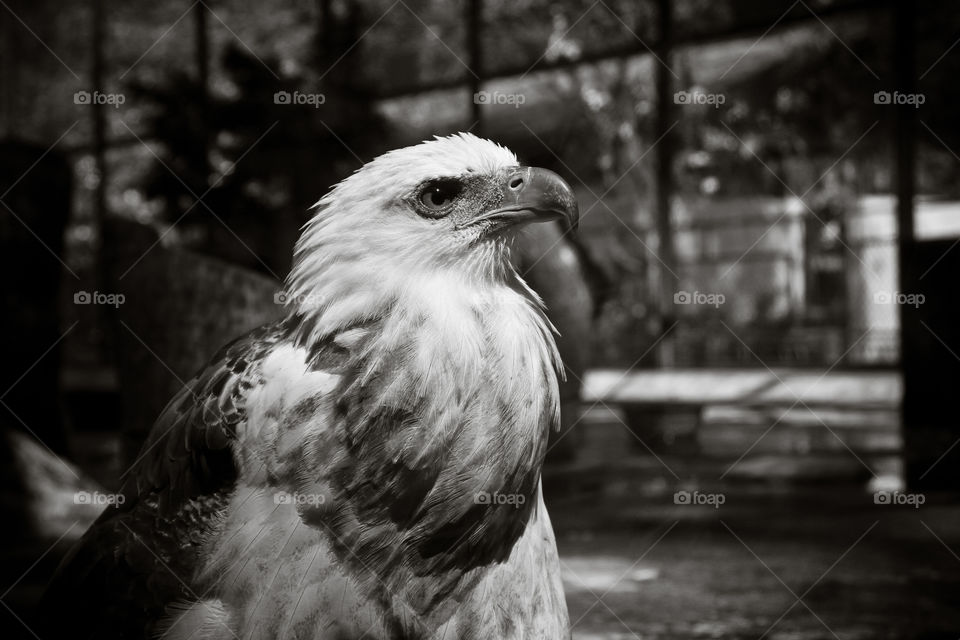 Close-up of a eagle in cage