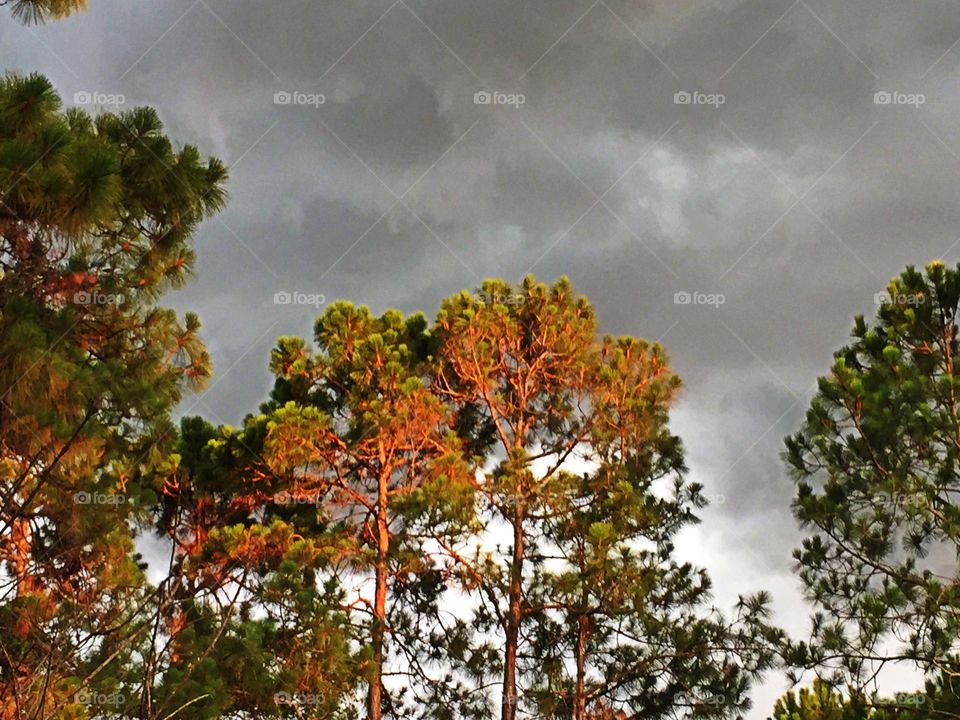 Pine trees. Pine trees in the golden hour.