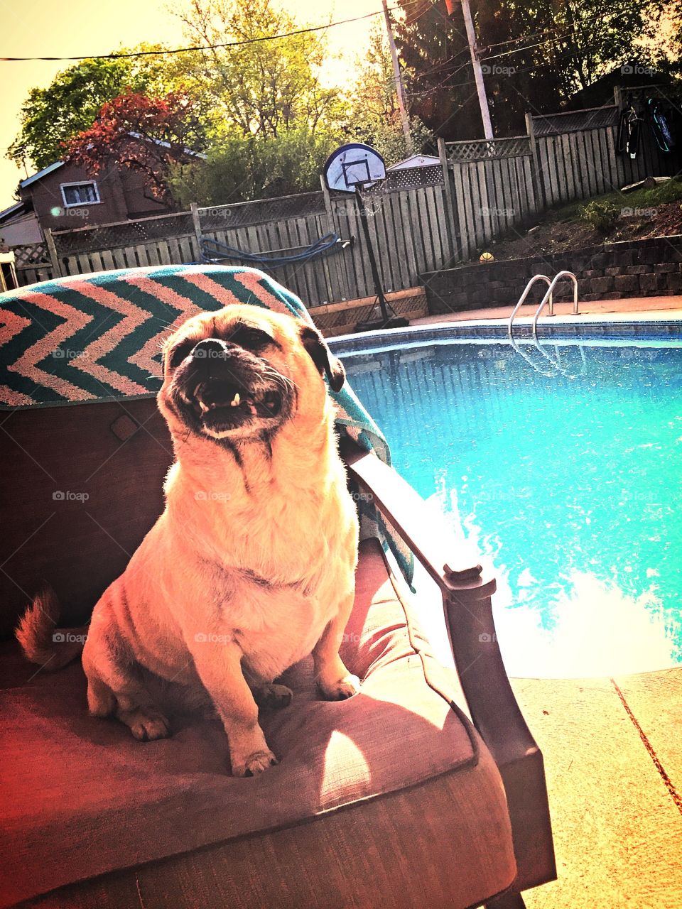 Happy Pug in the Sun