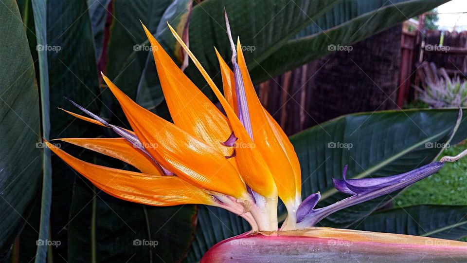 Orange bird of paradise flower in bloom