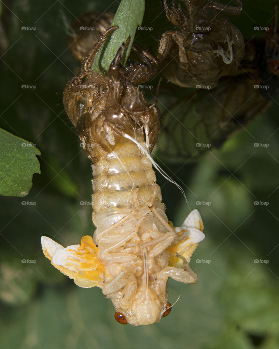 Seventeen Year Cicada hanging upside down as it emerges from its nymphal skin during its final molt to adulthood 