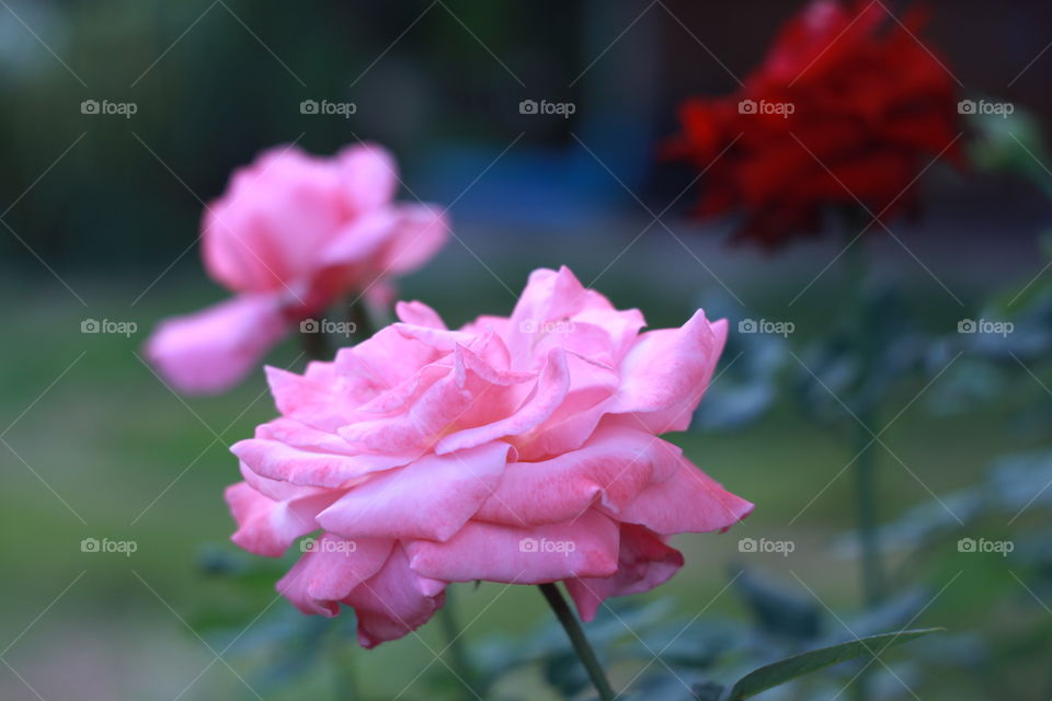 pink rose
