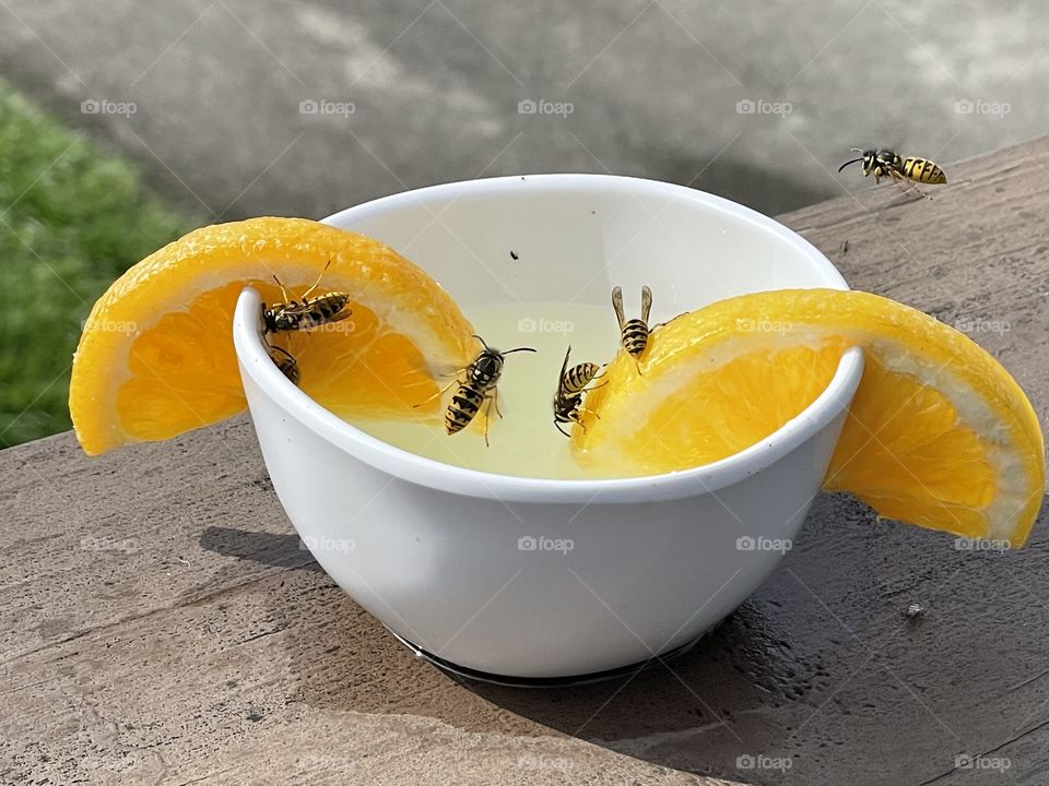 Bees on an orange