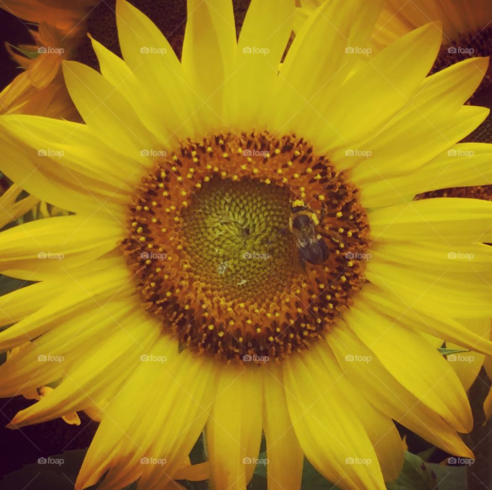 Bee and Sunflower, Colby Farm

Learn more: http://www.ginapacelli.com/2017/09/18/sunflowers-galore-at-colby-farm/