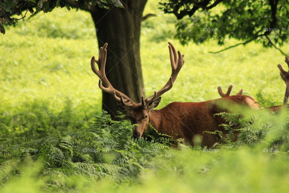 Deer stalking