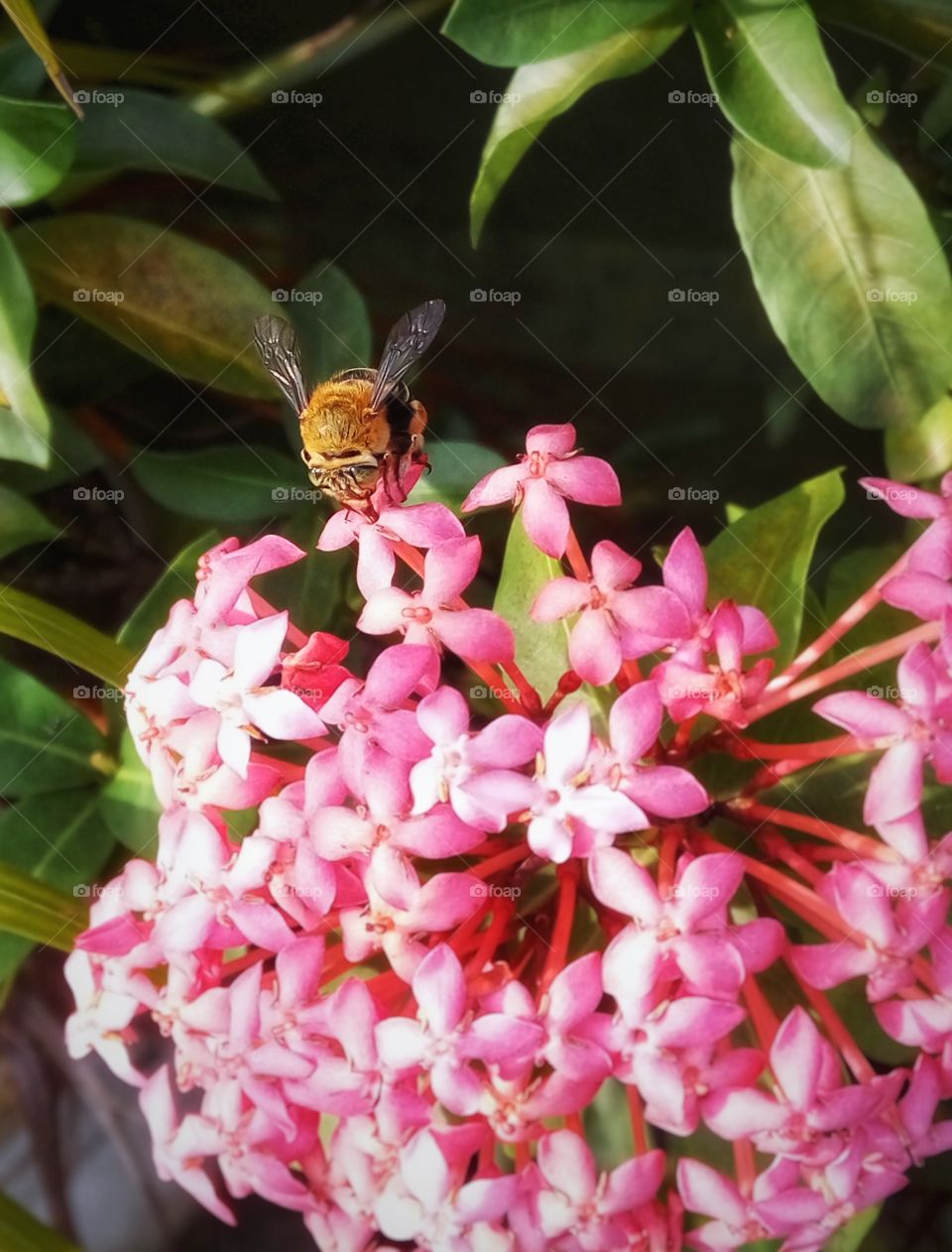 Bee