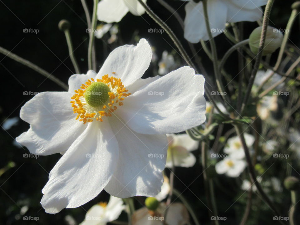 White Japanese anemone
