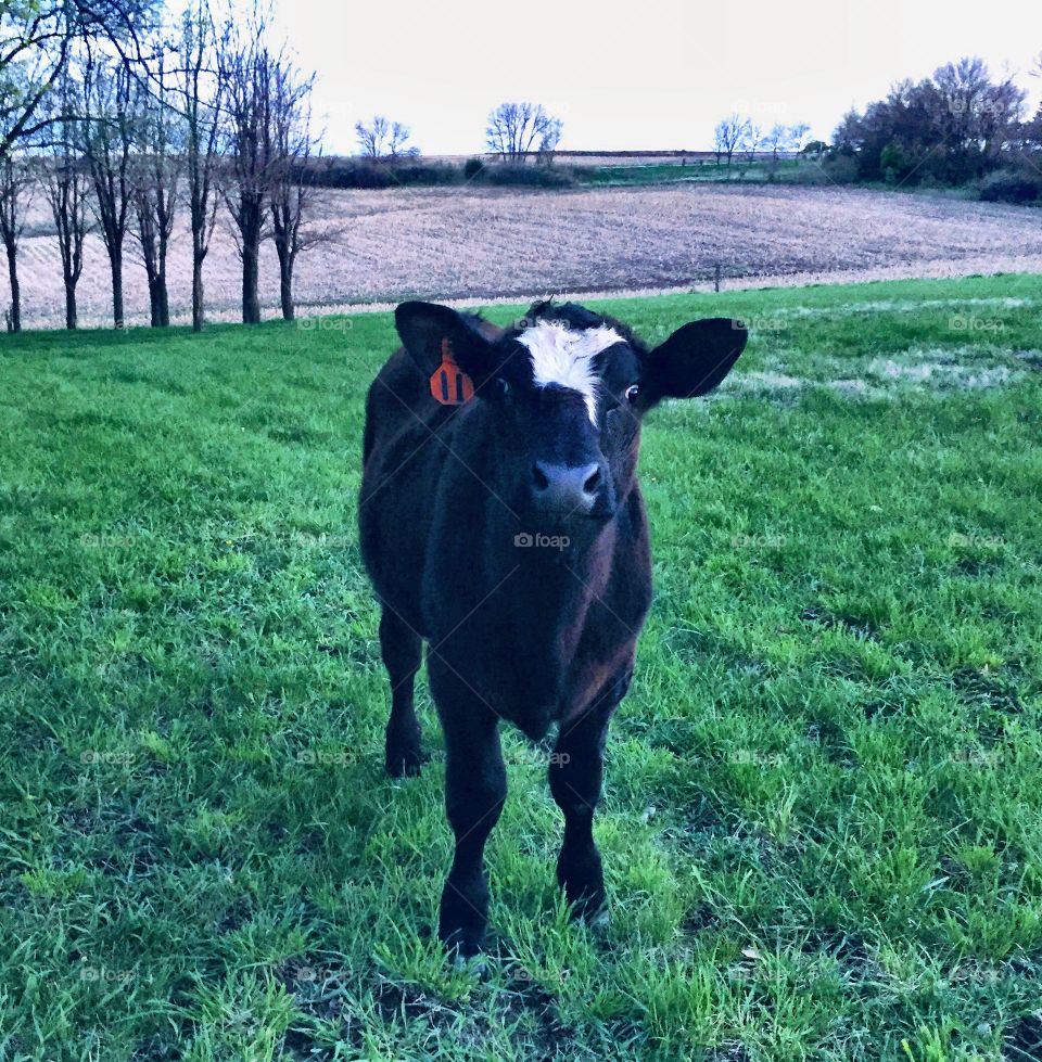 Curious Steer - young black male cow with a white blaze, standing, looking at the camera,  in an empty pasture at dusk in the springtime