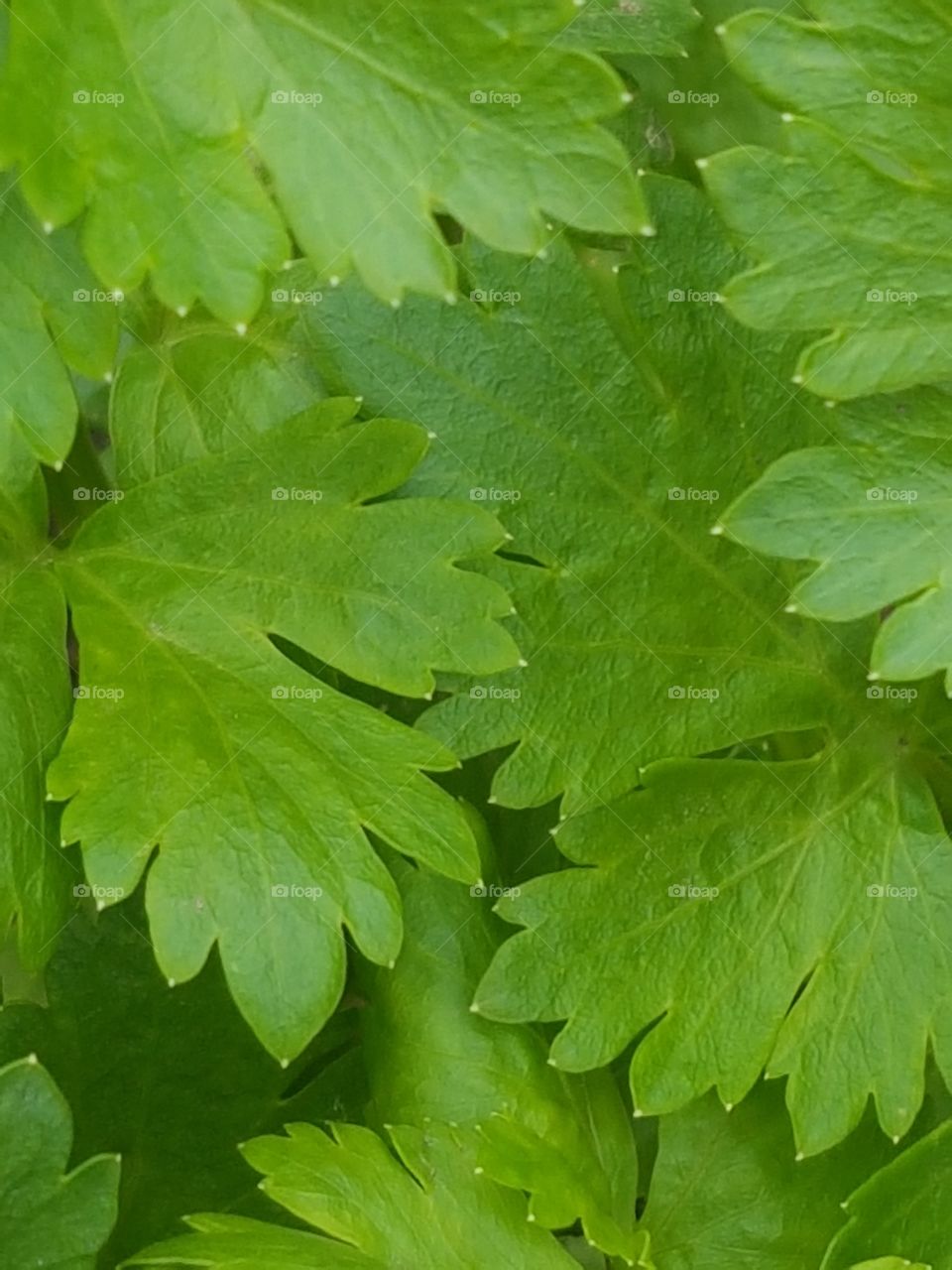 leaf