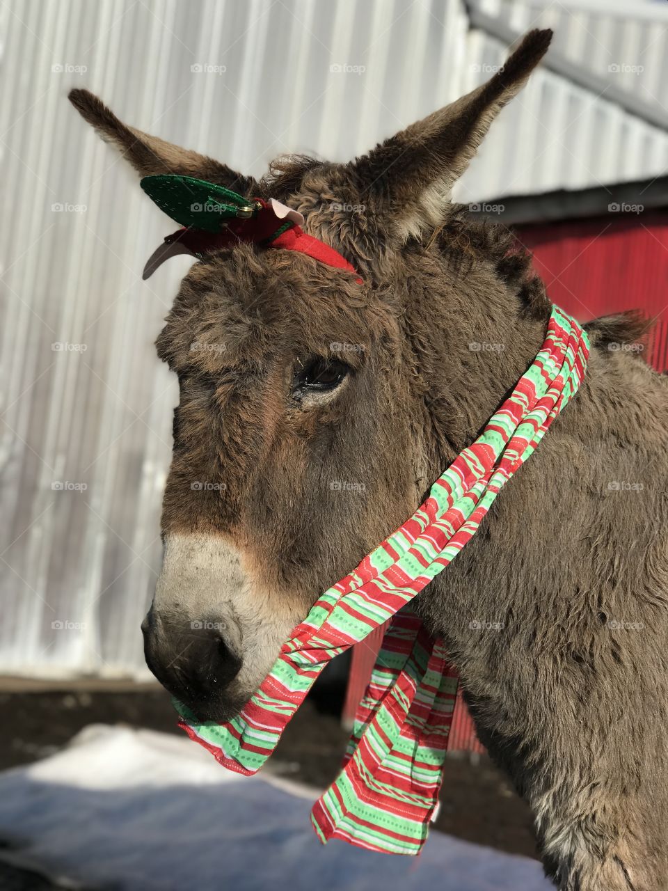 Decorated our donkey! She says Merry Christmas!