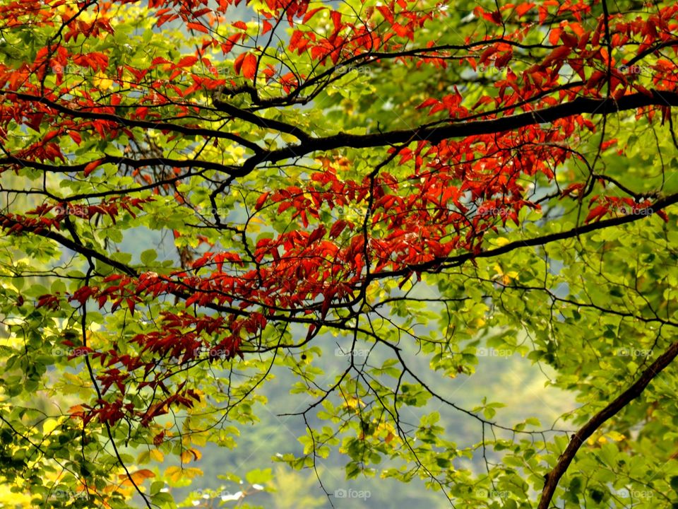 Autumn Leaves Red and Green