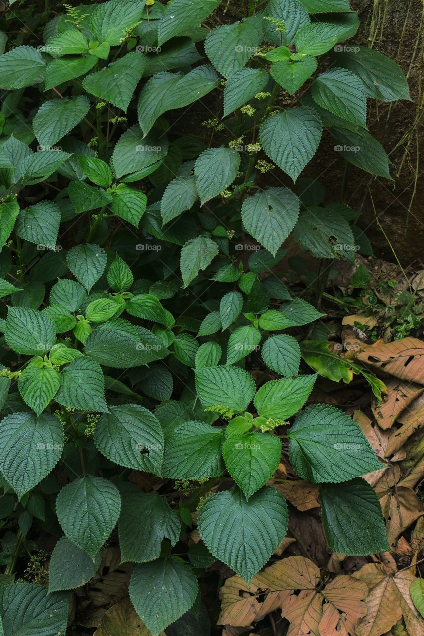 Green leaves in nature by day