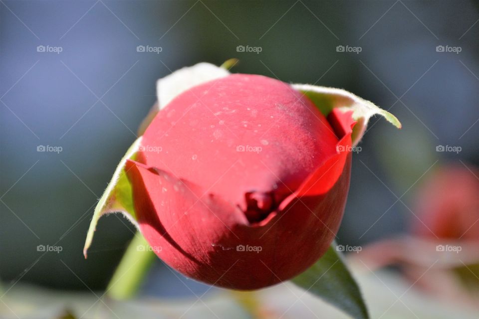 Bud of a red rose .