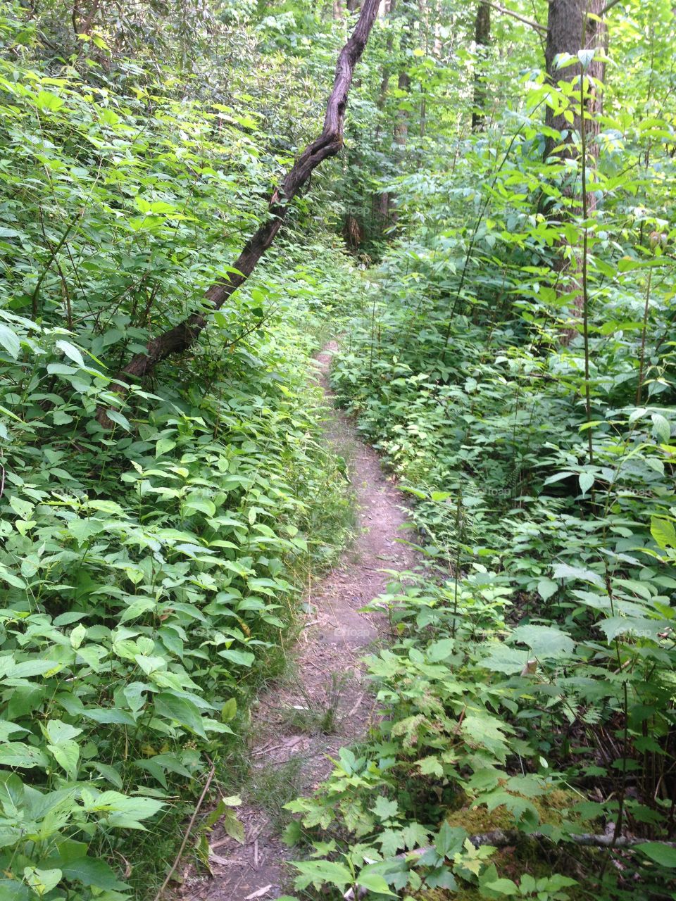 Hiking trails 