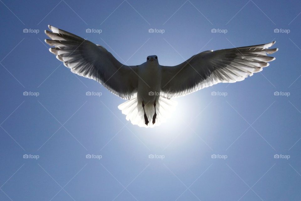 Low angle view of flying seagull