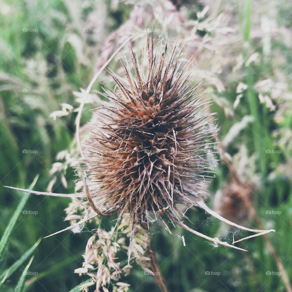 Spikey prickly brown plant 