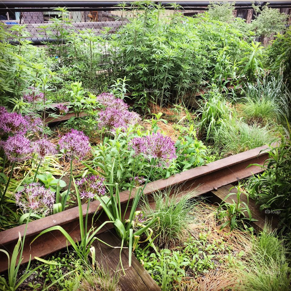 Plants at the High Line in New York City.