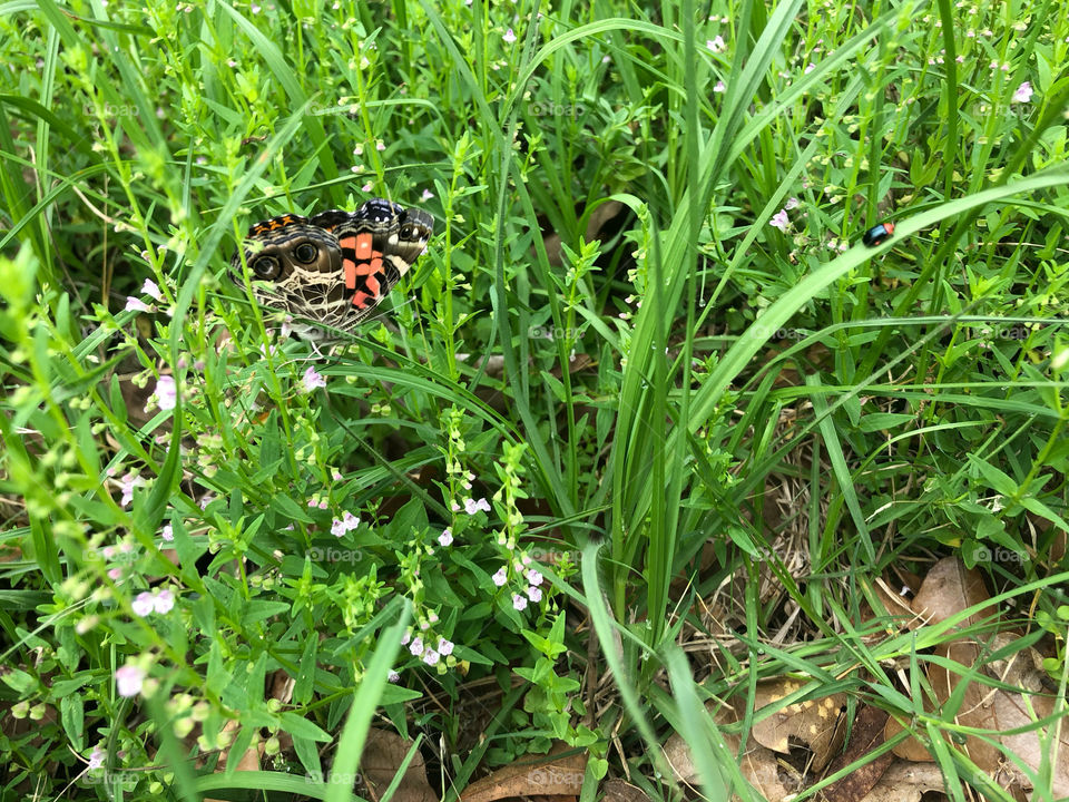 Butterfly showing it’s camouflage 