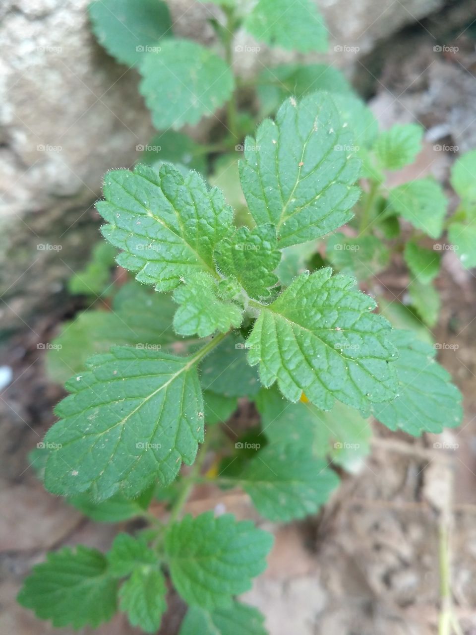 little plant