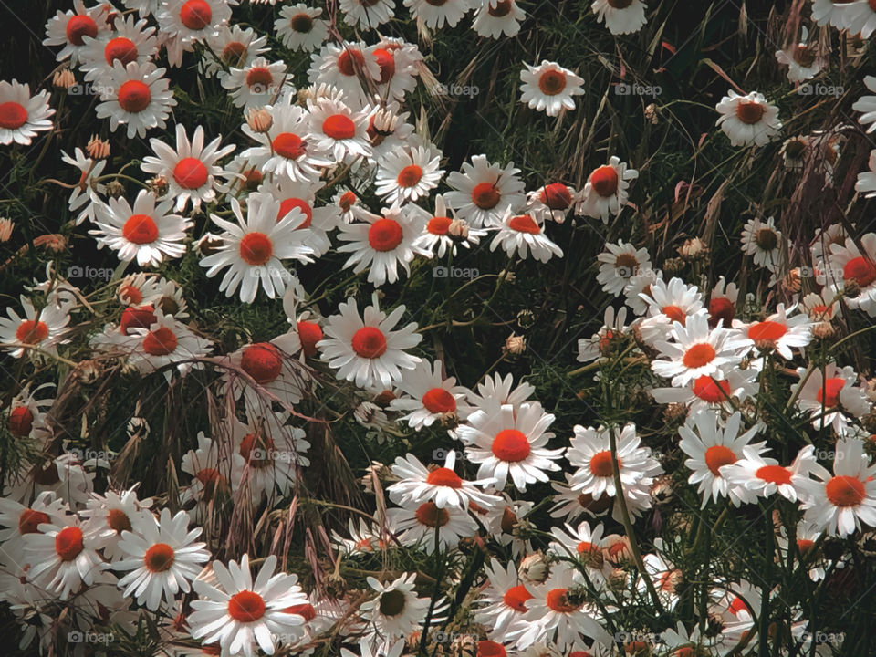 Daisies in summertime 