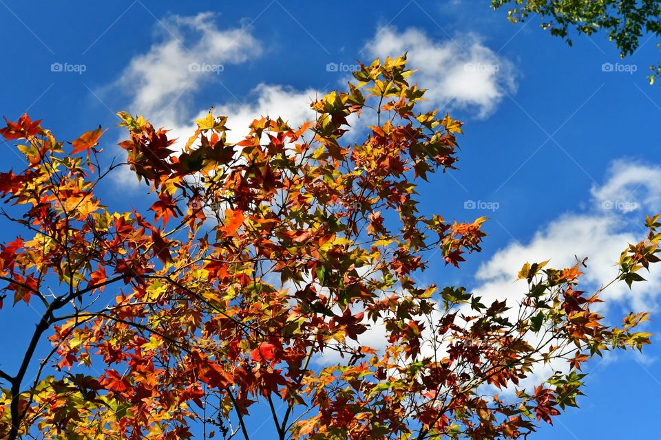 Fall foliage and the blue sky