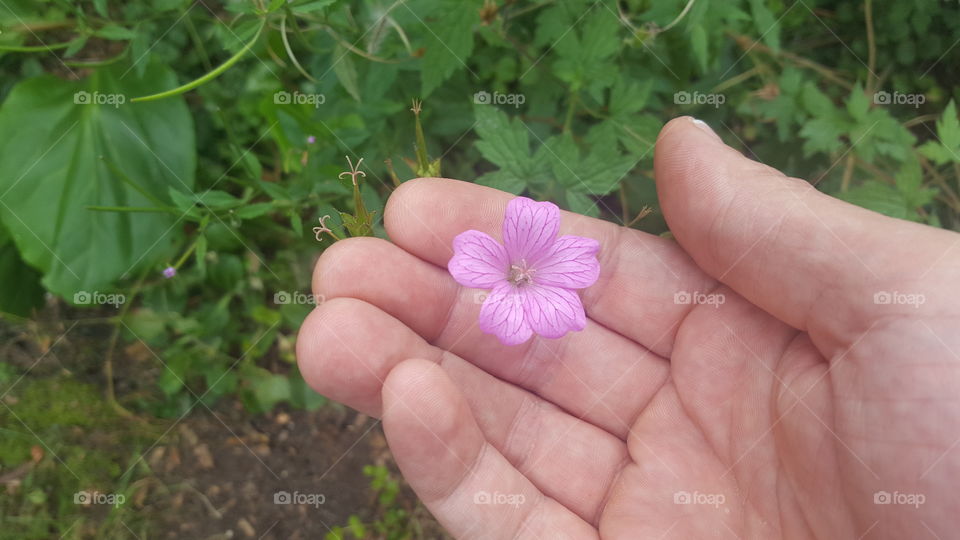 a small pink flower in my hand
