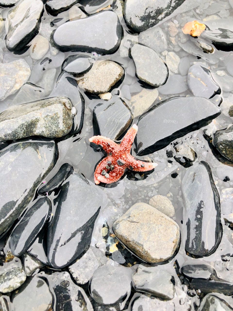 Stranded starfish on low tide