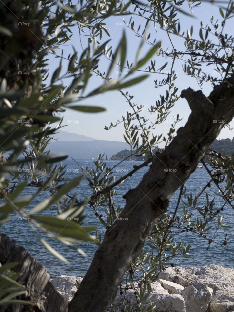 Olive Tree at Lake Garda. Saló and Lake Garda, Italy