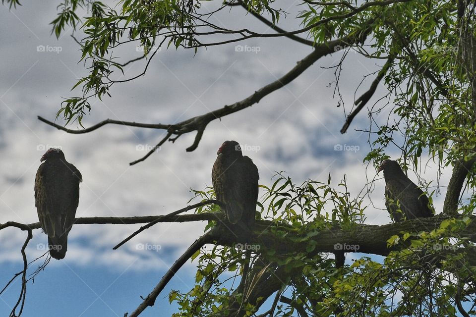 Turkey vultures this morning Boucherville 