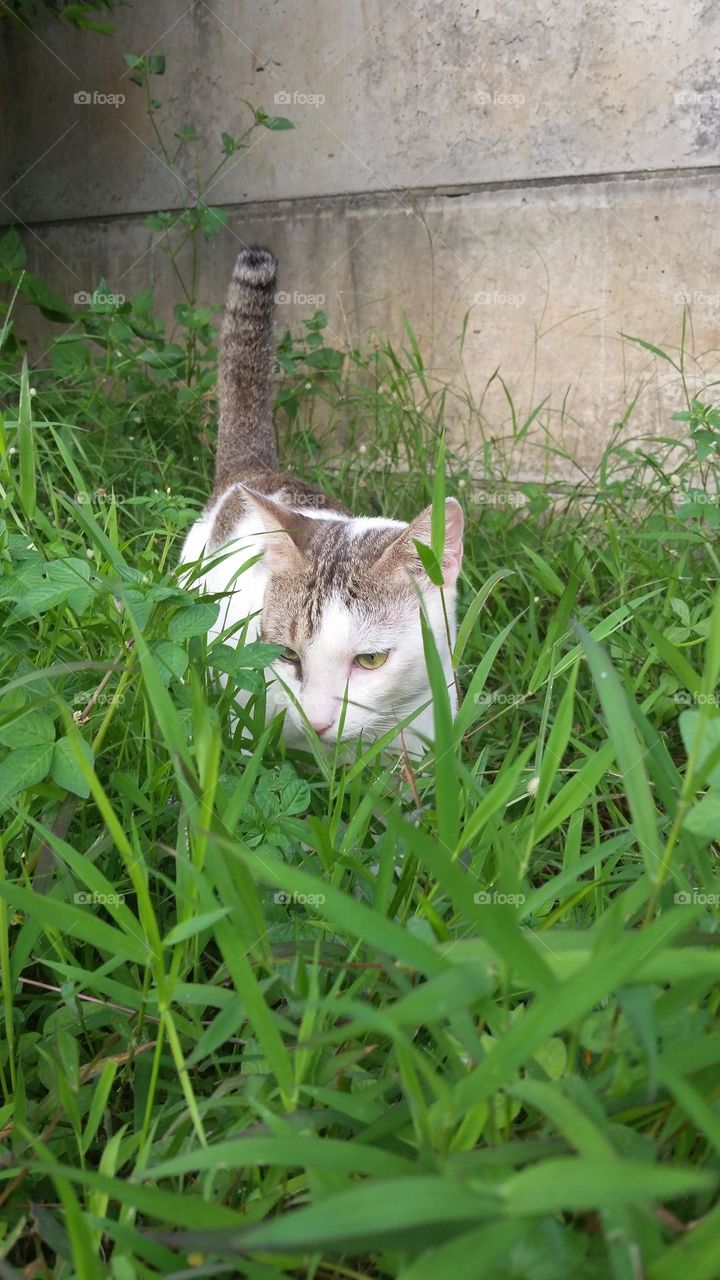 Cat in the middle of the grass
