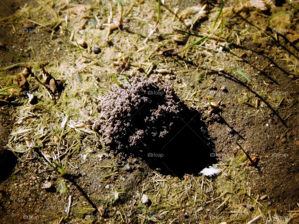 ant Hill up close
